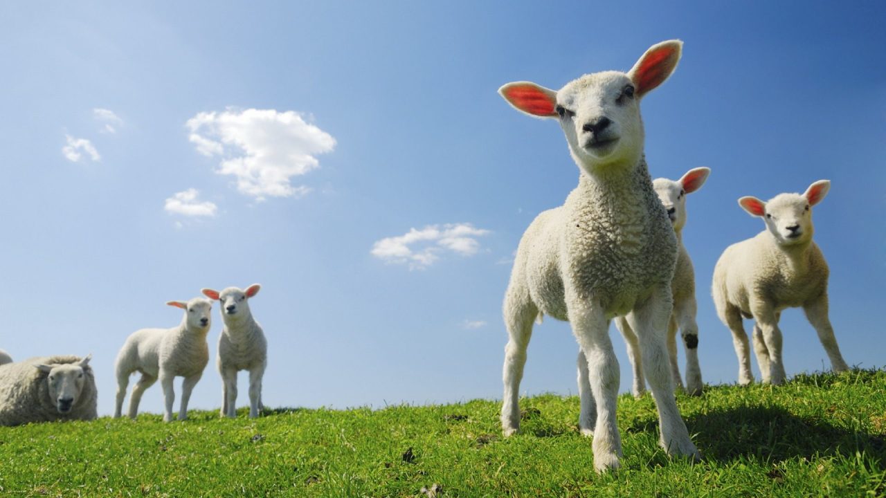 baby-lamb-cute-animal-wallpaper