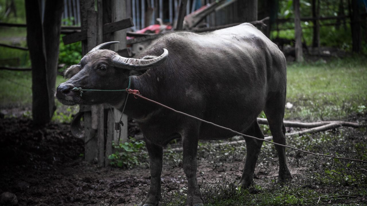 buffalo-1540254