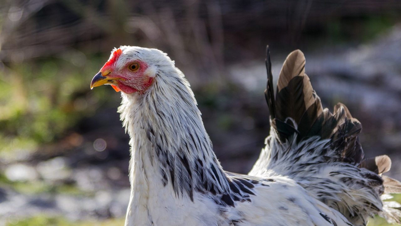 chicken-1136333