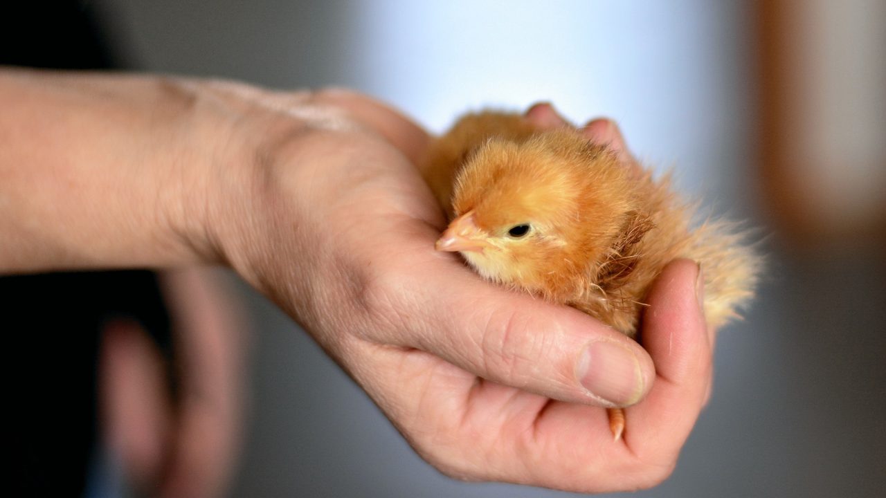 chicks-3974791
