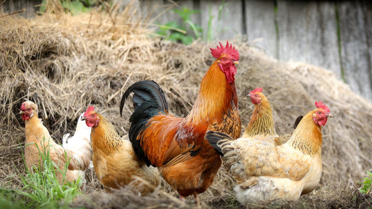 cock-2522623